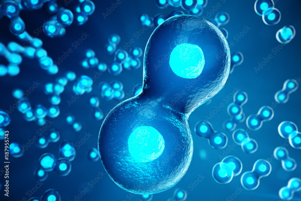 3D illustration Early stage embryo. Morula is an early stage embryo ...