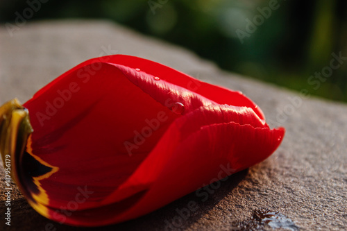 Water drops on a petal of a red tulip. Petal on the asphalt photo