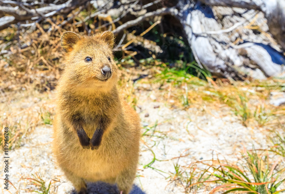 A cute Quokka outdoors. Rottnest Island in a sunny day, Western Australia.  Quokka is considered the