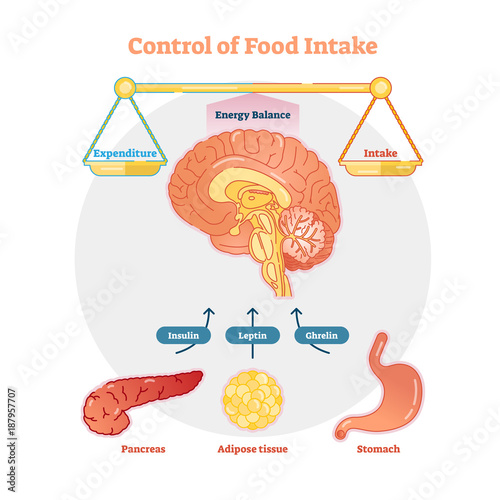 Food intake control vector diagram illustration, educational medical information
 photo