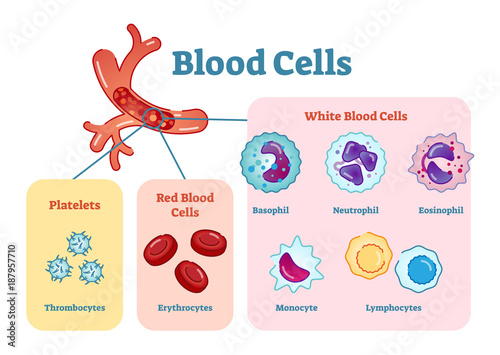 Blood cells flat vector illustration diagram with all cell types collection, educational medical information
