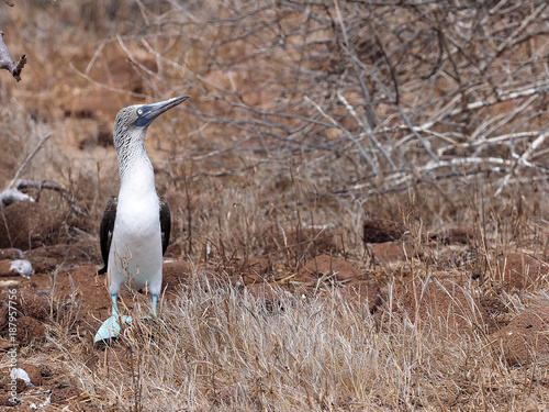 Male Blue-footed Booby, Sula nebouxii excisa, lifting at the courtship legs, North Seymour, Galapagos, Ecuador