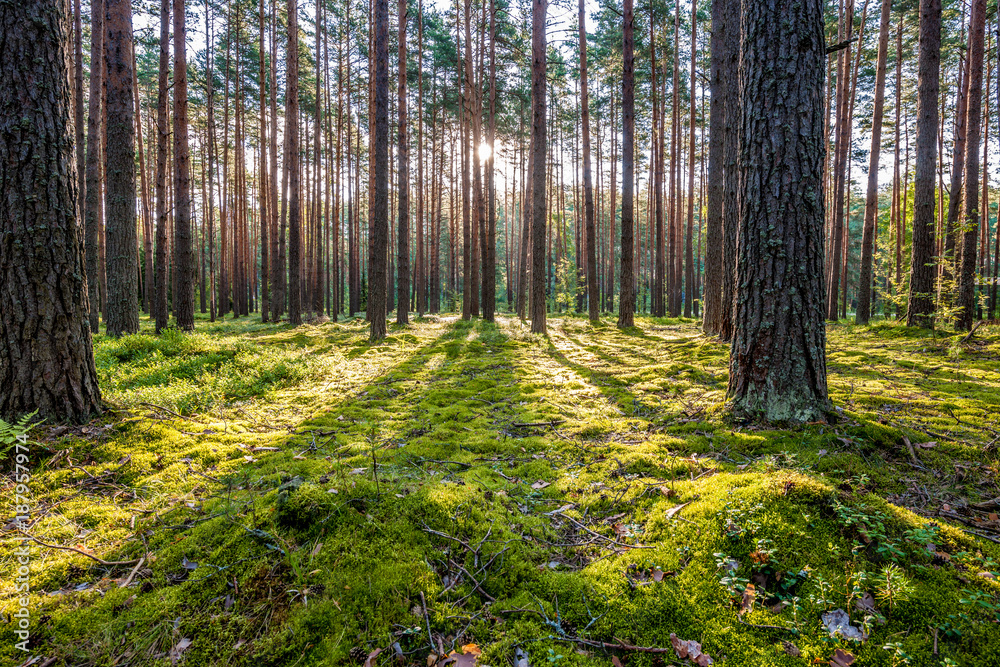 Obraz premium Sunrise in pine forest