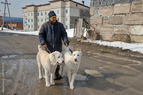 A man is holding puppies on a leash.
Alabai is a Central Asian Shepherd. photo