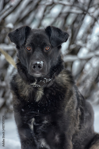 Black dog pooch in winter © Evdoha