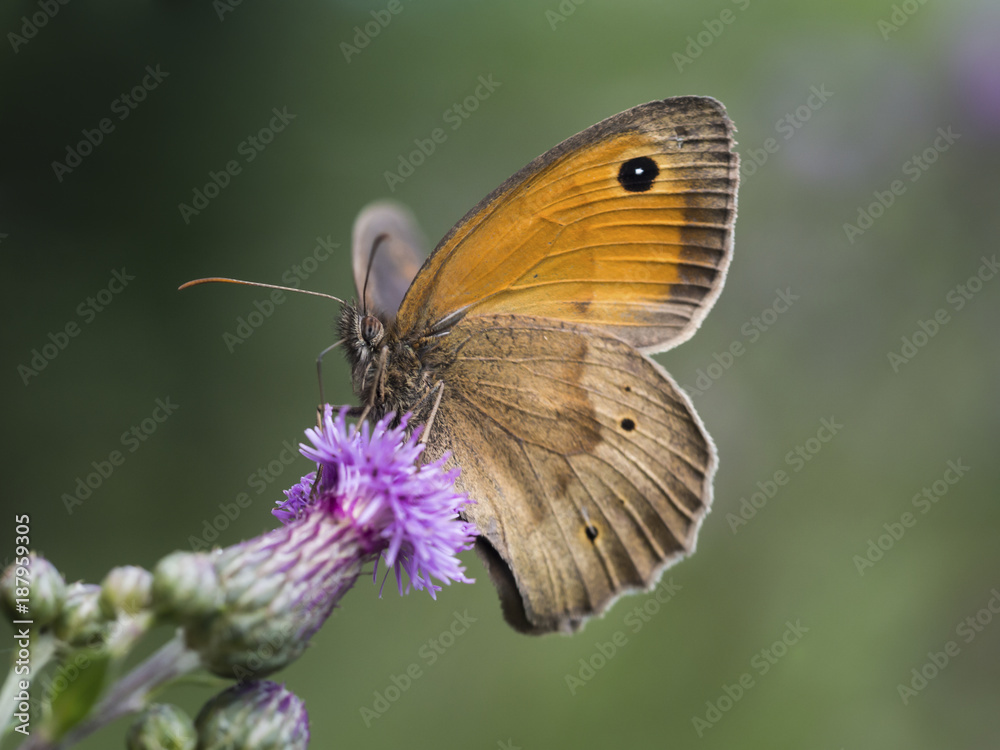 Ein Schmetterling (Ochsenauge) sitzt auf einer Blüte (Distel) und saugt Nektar. Ein Schmetterling (Ochsenauge) sitzt auf einer Blüte (Distel) und saugt Nektar.
