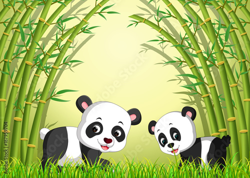 Fototapeta Naklejka Na Ścianę i Meble -  two cute panda in a bamboo forest 