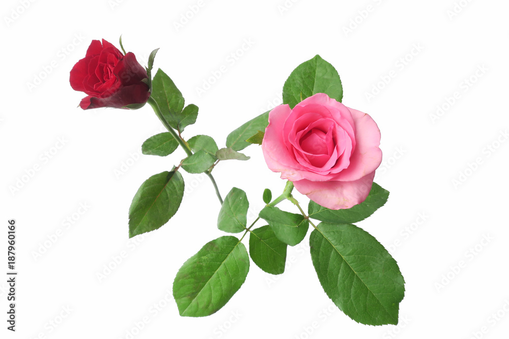 Fototapeta premium red & pink roses