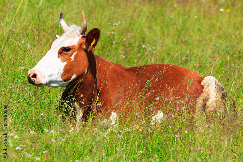 Cow laying on the green grass