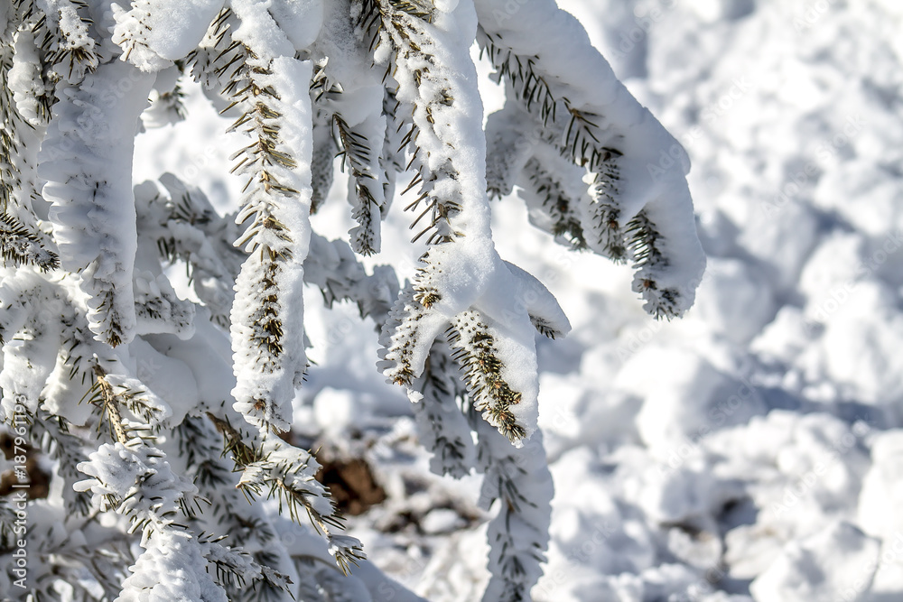 A branch of a coniferous tree covered with snow in the mountains