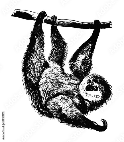Faultier hängend - Folivora- sloth