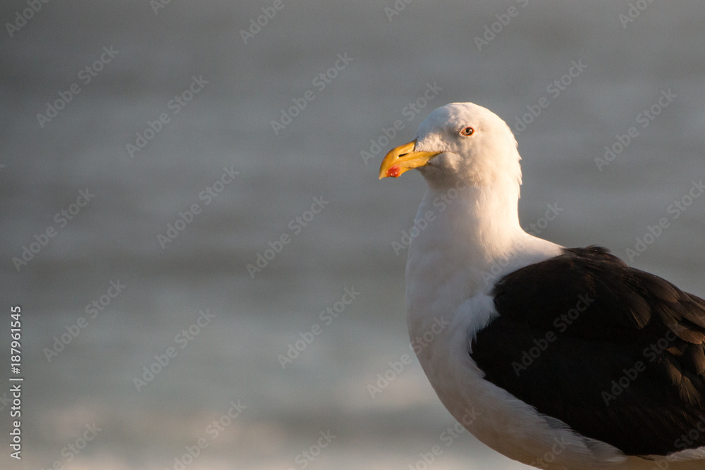 Seagull close-up with ocean in background side profile