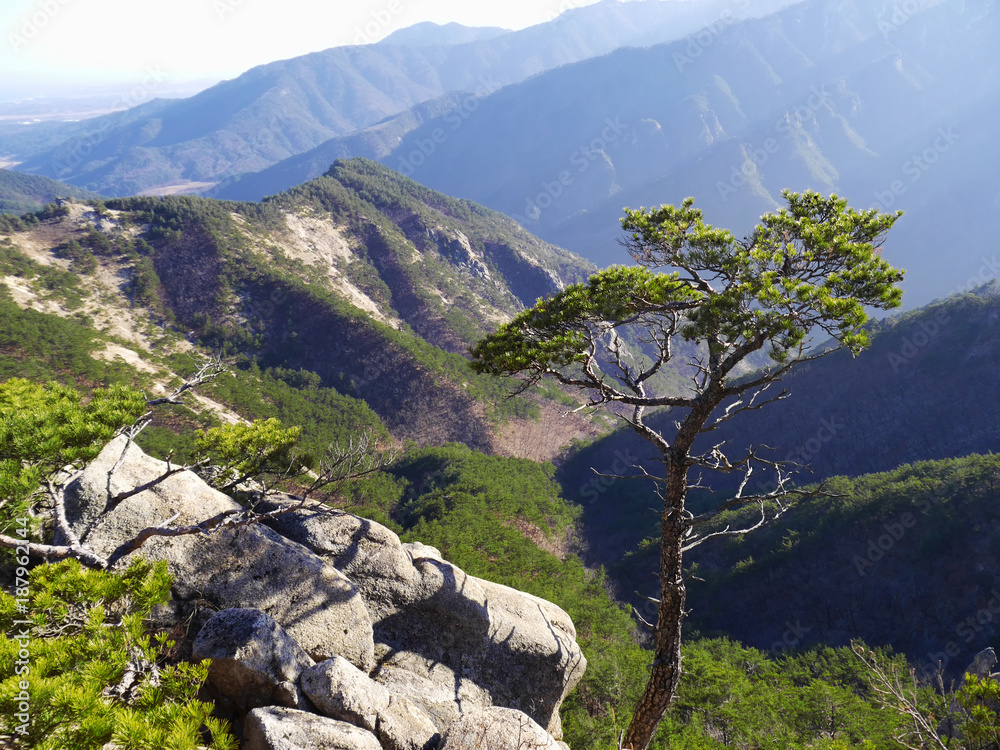 Obraz premium Mountain pine tree on the peak of Seoraksan mountains