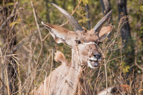 Headshot of a young Kudu bull in the bushes with it's mouth open eating