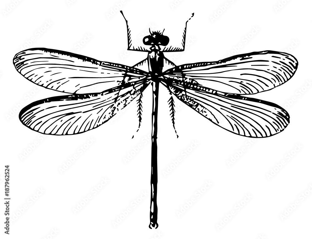 Libelle-odonata-dragon-fly-vintage