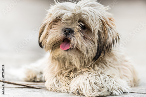Shih Tzu breed of dog with open mouth