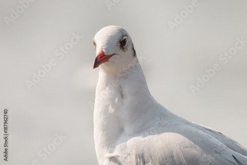 Close up of a seagull © nuruddean