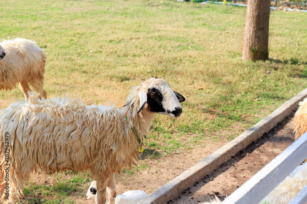 Obraz premium lambs on the farm