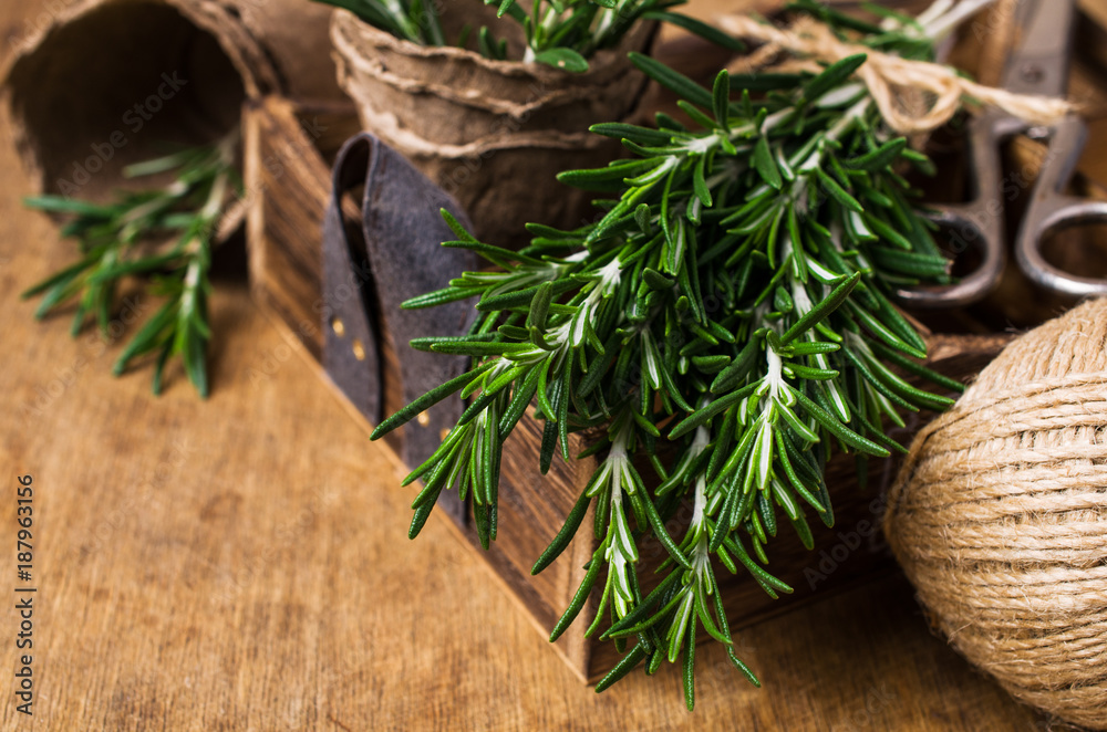 Branches of raw rosemary