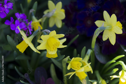 Fototapeta Naklejka Na Ścianę i Meble -  Narzissen im Blumenbeet