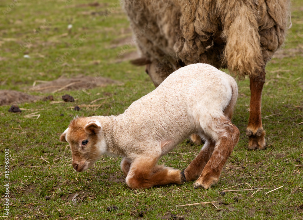 Obraz premium Clumsy newborn lamb