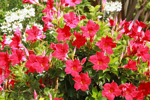 Fototapeta Naklejka Na Ścianę i Meble -  Dipladenia rouge dans un massif