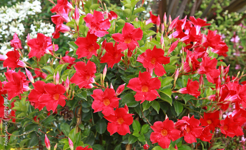 Fototapeta Naklejka Na Ścianę i Meble -  Dipladenia rouge dans un massif