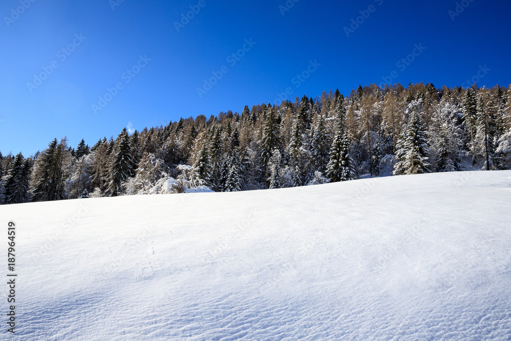 paesaggio invernale in Val Canali, nel parco naturale di Paneveggio - Trentino paesaggio invernale in Val Canali, nel parco naturale di Paneveggio - Trentino