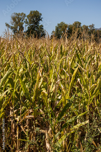 Natura e paesaggi, agricoltura e coltivazioni: un campo di grano con dettagli delle foglie verdi e delle spighe