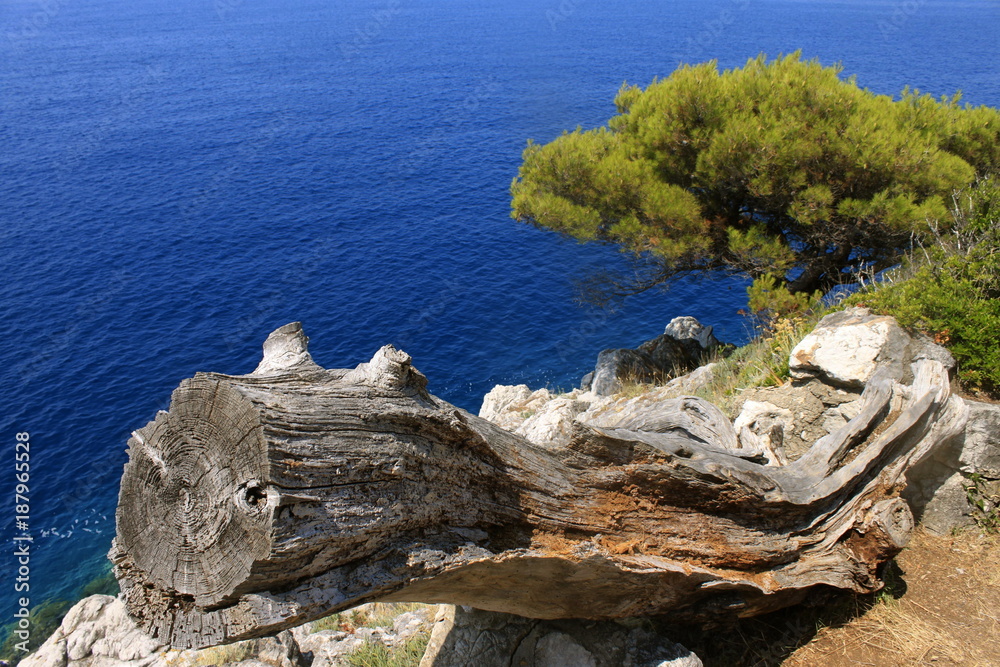 Fototapeta premium View of a dry tree against a background of water Lopud, Croatia panorama