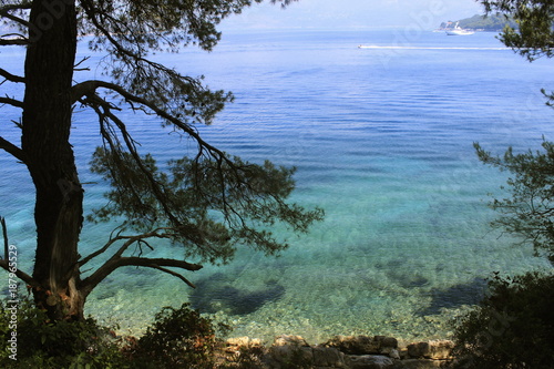 View of clear water and a beautiful tree near the water Lopud, Croatia panorama