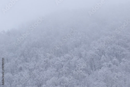 霧の雪景色 © trevisegk
