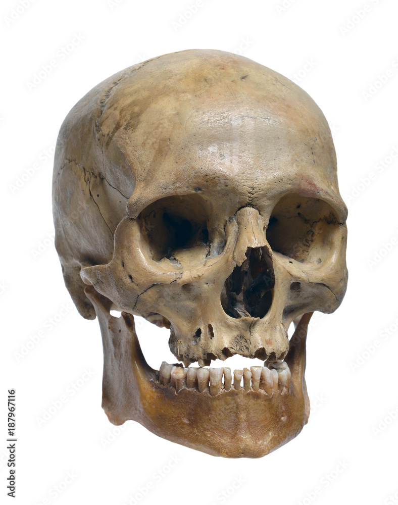 Fototapeta premium Ludzka czaszka z bliska