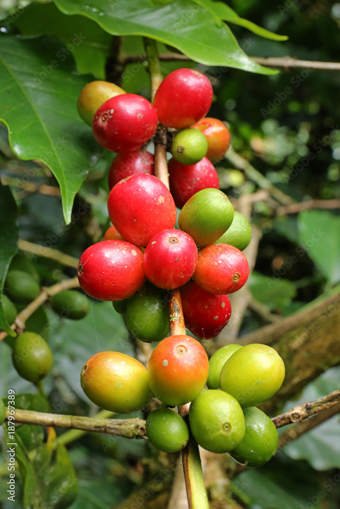 Close up Fresh organic coffee berry, raw cherries coffee beans on coffee tree plantation in Colombia Close up Fresh organic coffee berry, raw cherries coffee beans on coffee tree plantation in Colombia