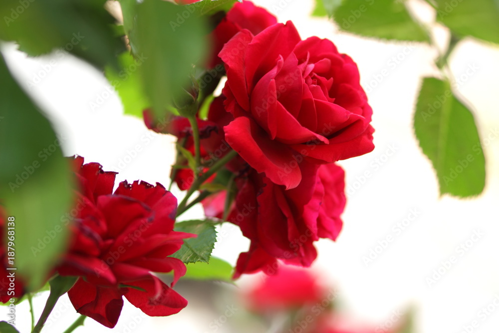 Valentine's Day, red roses, March 8, greeting card with flowers on holiday, natural background, declaration of love, red flowers in pop art style, minimalism Valentine's Day, red roses, March 8, greeting card with flowers on holiday, natural background, declaration of love, red flowers in pop art style, minimalism