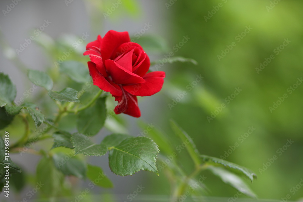 Valentine's Day, red roses, March 8, greeting card with flowers on holiday, natural background, declaration of love, red flowers in pop art style, minimalism Valentine's Day, red roses, March 8, greeting card with flowers on holiday, natural background, declaration of love, red flowers in pop art style, minimalism