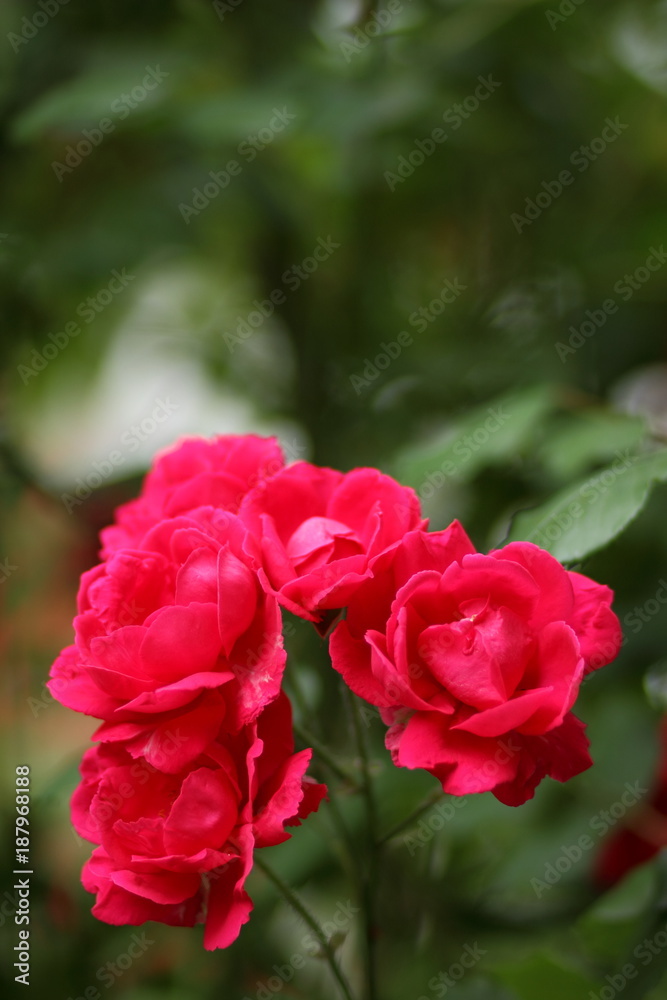 Valentine's Day, red roses, March 8, greeting card with flowers on holiday, natural background, declaration of love, red flowers in pop art style, minimalism Valentine's Day, red roses, March 8, greeting card with flowers on holiday, natural background, declaration of love, red flowers in pop art style, minimalism