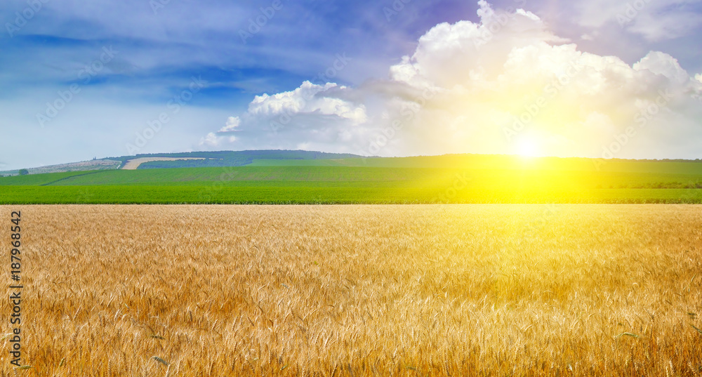 Wheat field and a delightful sunrise. Wide photo. Wheat field and a delightful sunrise. Wide photo.