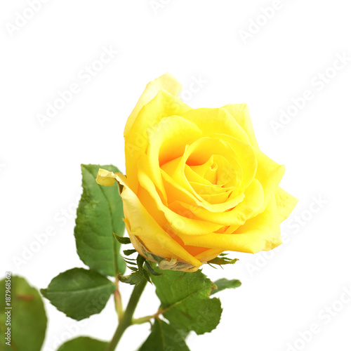 Yellow rose isolated