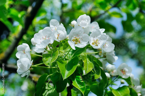 Flowering branch of pear blooming spring garden. Flowers pears close-up.