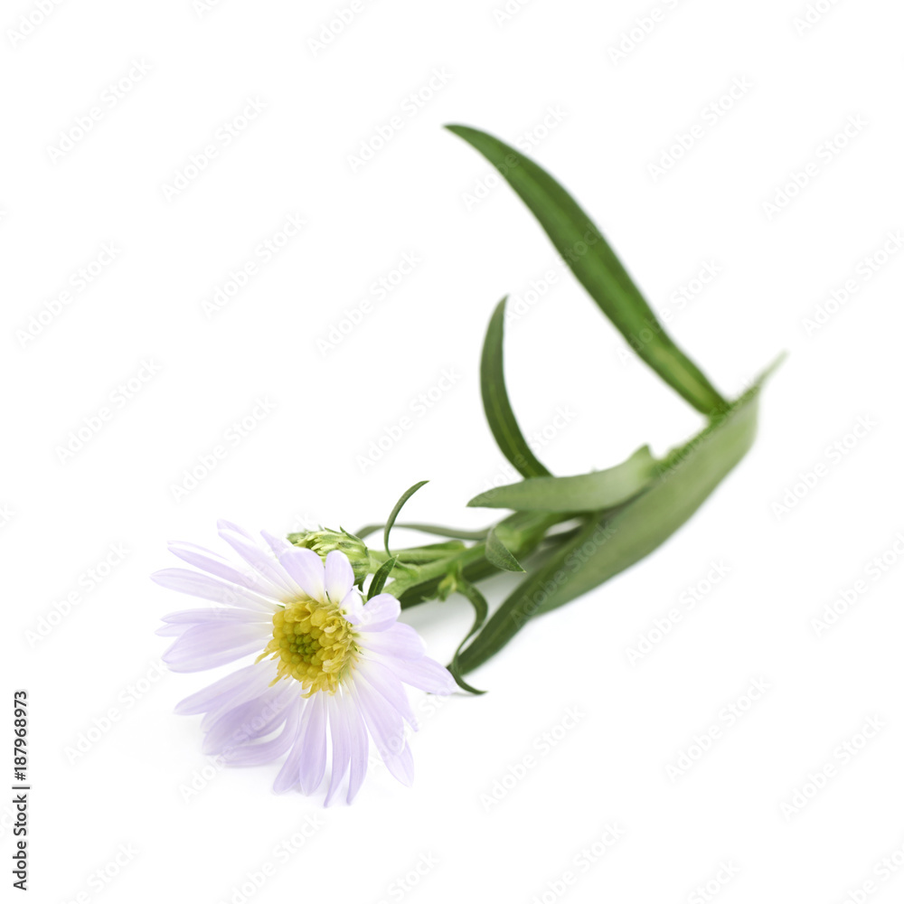 Fototapeta premium Chamomile daisy flower isolated
