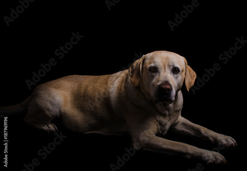 Labrador dog studio photography