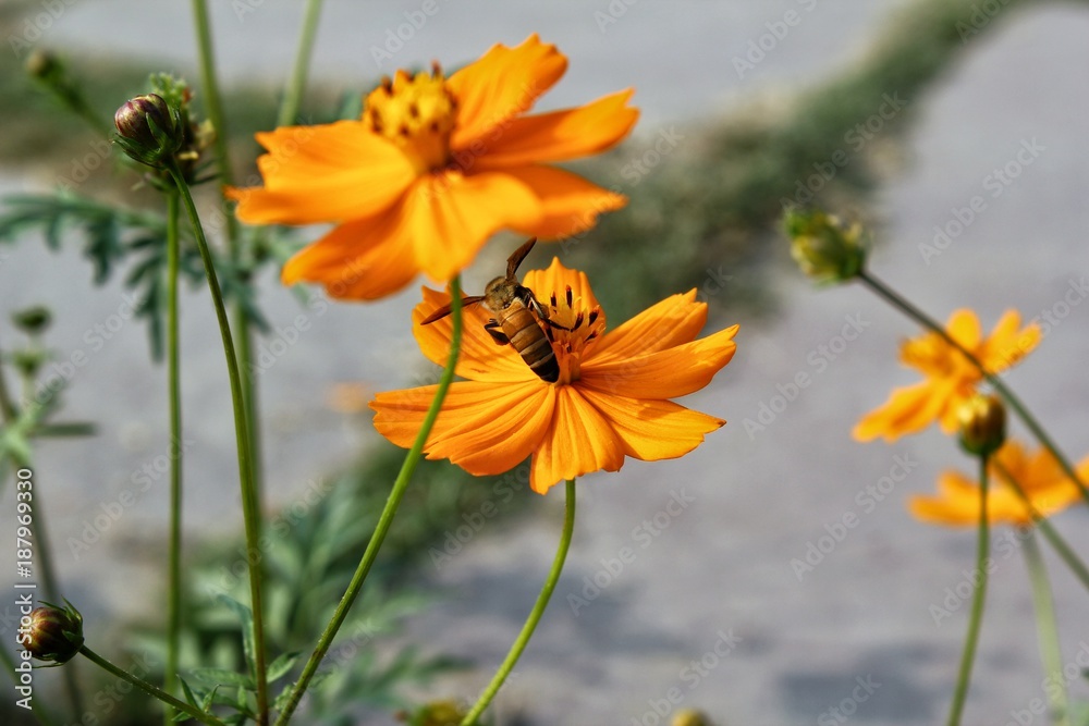 A bee sitting on top of a marigold flower on a bright sunny day A bee sitting on top of a marigold flower on a bright sunny day