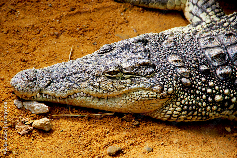 crocodile waits with his head resting on the ground crocodile waits with his head resting on the ground