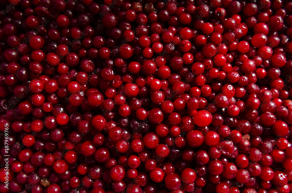 Berries of a cranberry background Berries of a cranberry background