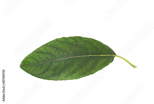 Green leaf isolated