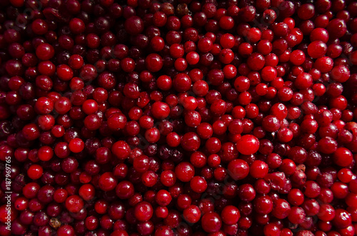 Berries of a cranberry background
