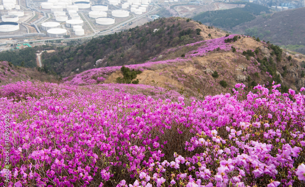 Fototapeta premium 주작산에 핀 진달래