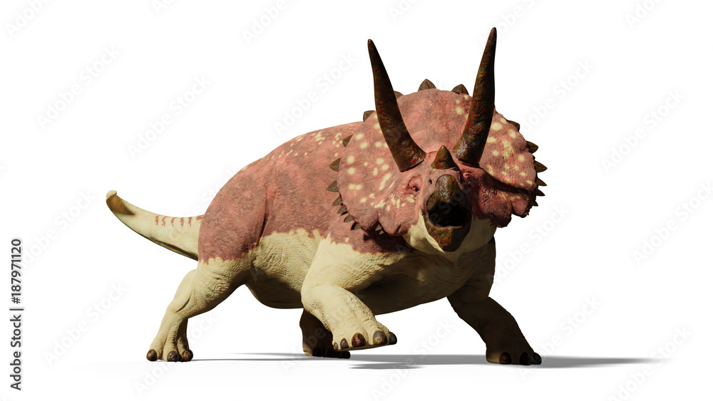 Fototapeta premium Triceratops horridus dinosaur (3d render isolated with shadow on white background)
