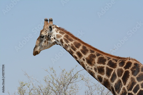 Giraffe in Africa